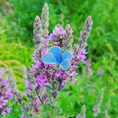 papillon-bleu