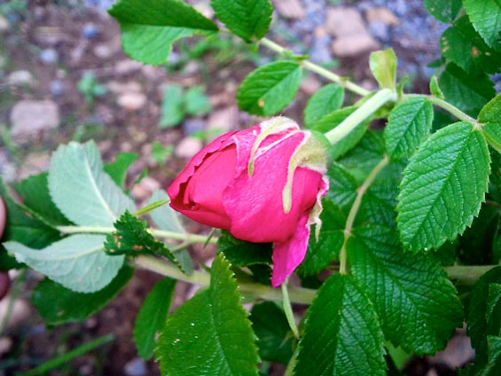 rose